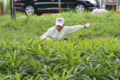 快速道下認養花圃出坡 逾兩百同仁同耕福田