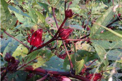 Image-6_185f1.jpg