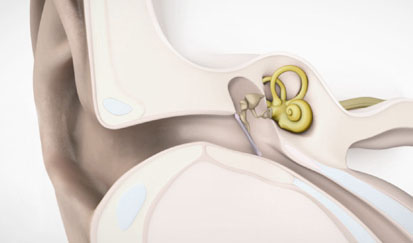 Anatomy-of-the-ear-WEB.jpg